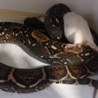 Boa costarica in coppia con teca