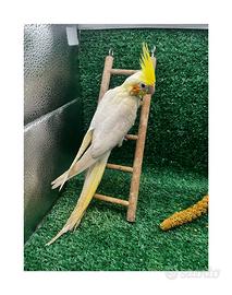 Pappagallo Calopsite allevato a mano