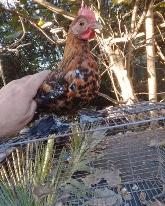 Galline e anatre ornamentali