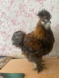 Gallo Moroseta