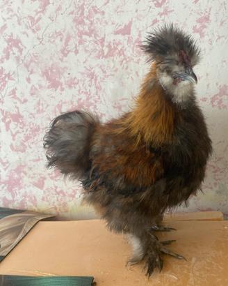 Gallo Moroseta