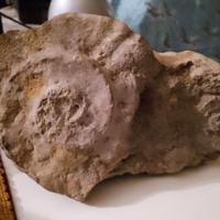 Fossile di ammonite