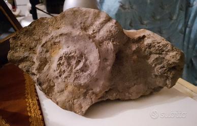 Fossile di ammonite