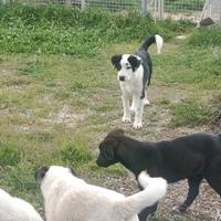 Cuccioli pastore dell'Asia centrale