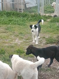 Cuccioli pastore dell'Asia centrale