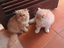 Immagine 6