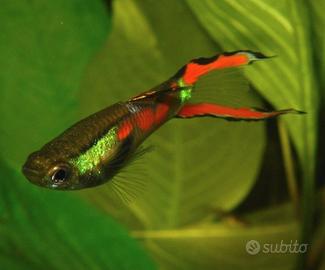 Guppy endler adulti