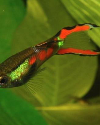 Guppy endler adulti