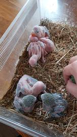 Parrocchetti allevati a mano