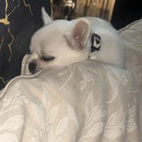 Chihuahua