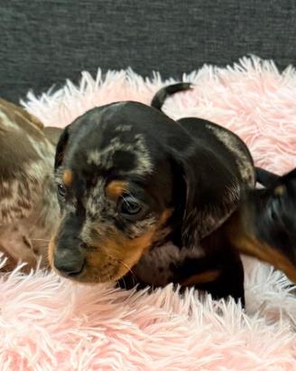 Bassotti nani