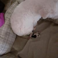 Stupenda maltesina femmina