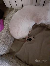 Stupenda maltesina femmina