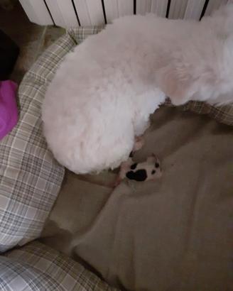 Stupenda maltesina femmina