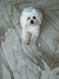 Accoppiamento maltipoo toy