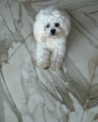 Accoppiamento maltipoo toy