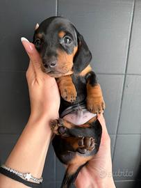 Cuccioli di bassotto nano