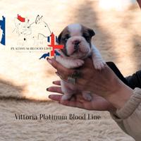 Bulldog Francese