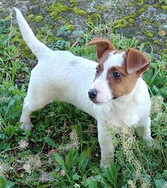 Jack russell terrier