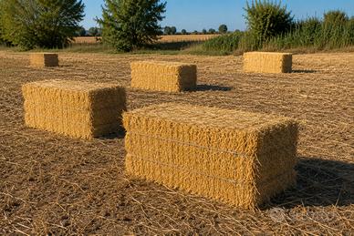 BALLE di PAGLIA di GRANO