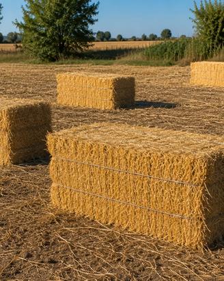 BALLE di PAGLIA di GRANO
