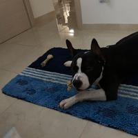 Hamstaff