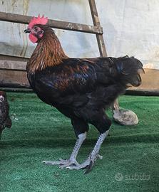 Gallo