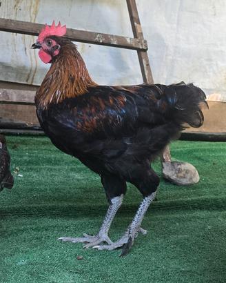 Gallo