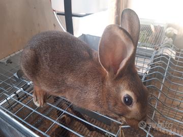 Amanti animali