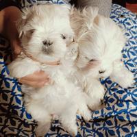 Maltesine pedigree ENCI test DNA