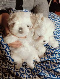 Maltesine pedigree ENCI test DNA