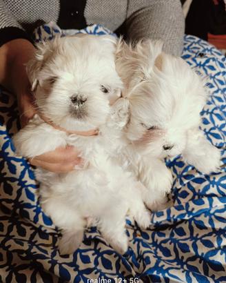 Maltesine pedigree ENCI test DNA