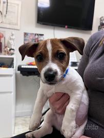 Cucciolo di Jack Russell
