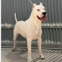 Dogo