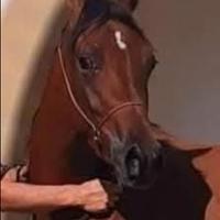 Cavalla Araba gravida