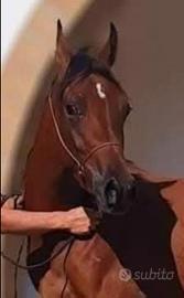 Cavalla Araba gravida