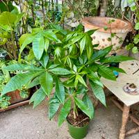 Paquira aquatica