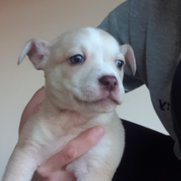 Cagnolini incrocio