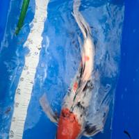 Carpe koi giapponesi