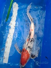 Carpe koi giapponesi