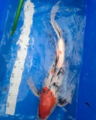 Carpe koi giapponesi