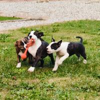 American Staffordshire Terrier Amstaff cuccioli