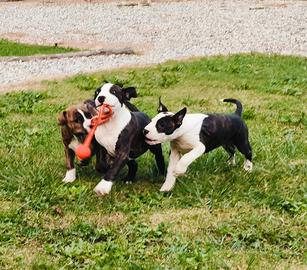 American Staffordshire Terrier Amstaff cuccioli