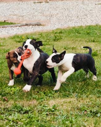 American Staffordshire Terrier Amstaff cuccioli