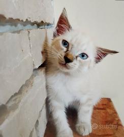 Gattino occhi azzurri siamese lynx