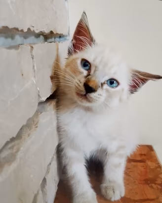 Gattino occhi azzurri siamese lynx