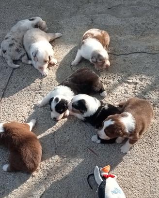 Cuccioli di Pastore Australiano
