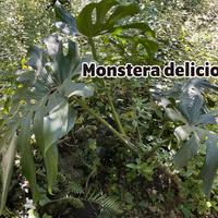 Piante Monstera deliciosa