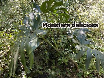 Piante Monstera deliciosa