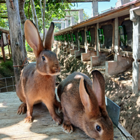 Cuccioli di lepre rossa e di lepre focata